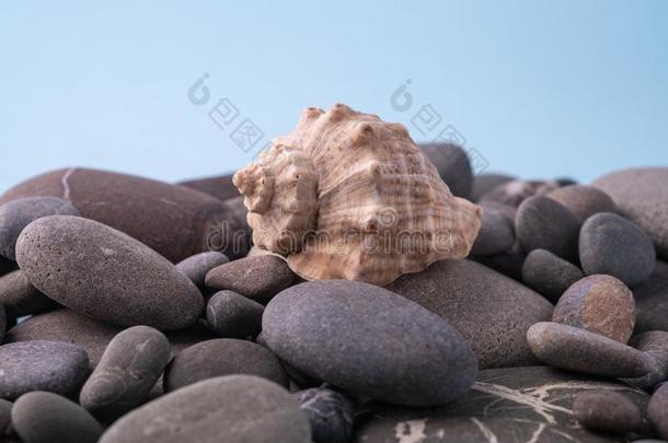 海中软体动物的壳向鹅卵石夏质地关在上面蓝色背景