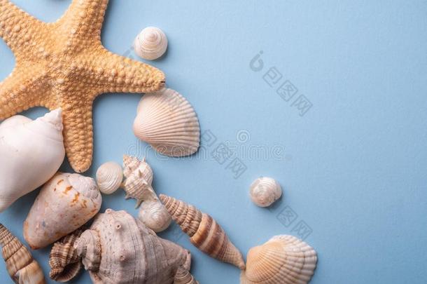夏质地复制品空间海星海中软体动物的壳顶看法蓝色后面