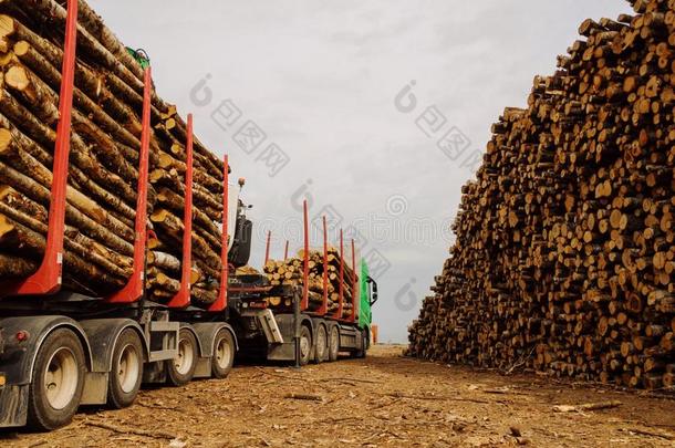 纸浆用木材.货车带来木材为装货向货物船采用指已提到的人港口