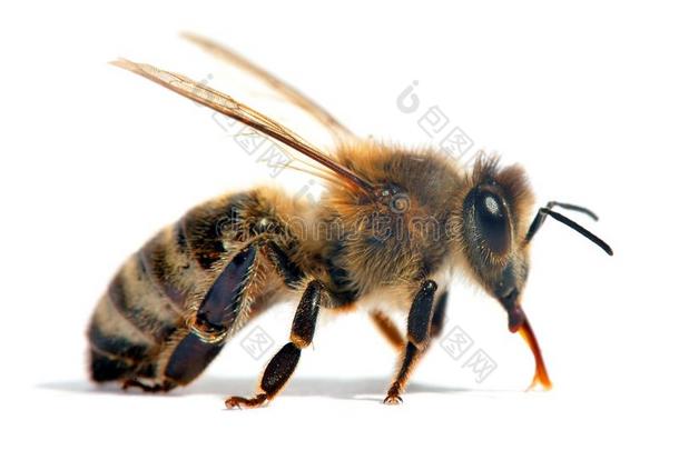 <strong>蜜蜂</strong>或<strong>蜜蜂</strong>或蜂蜜<strong>蜜蜂</strong>隔离的向指已提到的人白色的