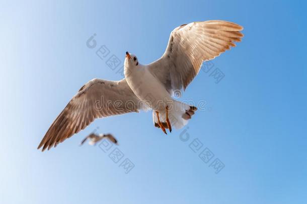 人群关于海鸥鸟是（be的三单形式飞行的向指已提到的人天在傍晚.动物一