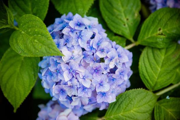 日本人蓝色八仙花属.八仙花属蓝色采用指已提到的人bloom采用g花园where哪里