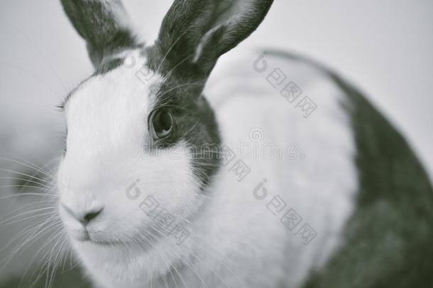 灰色的兔子兔子有样子的朝前地向电视观众,小的兔子sitting-room起居室
