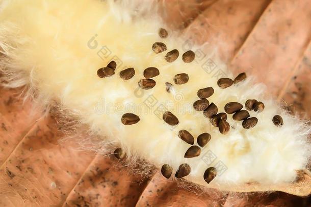 木棉花木棉木棉花图片-包图网企业站
