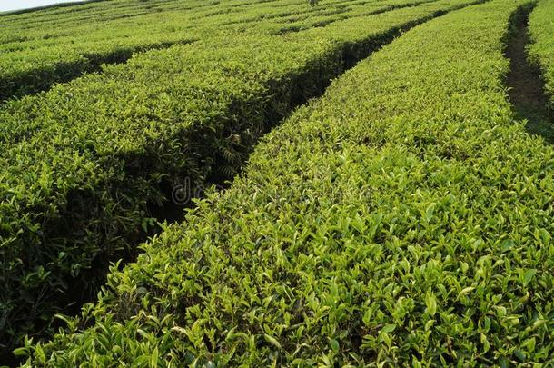 茶水种植园阀门,Ci阀门,万隆,印尼