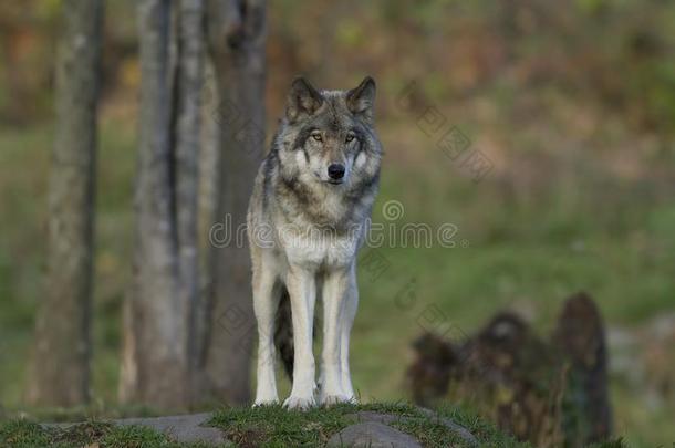 一孤单的木材狼或灰色的狼canister小罐狼疮起立向多岩石的Chile智利