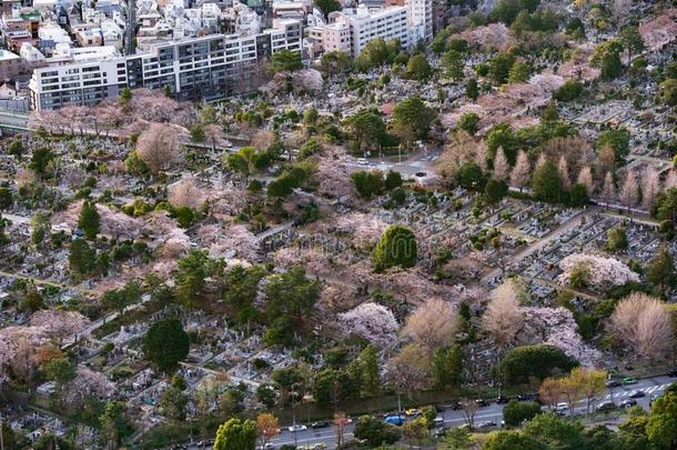 看法关于青山墓地采用东京,黑色亮漆