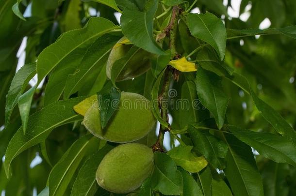 未成熟的杏树核果