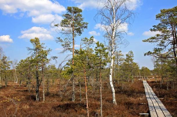 伟大的凯梅里沼泽采用凯梅里国家的公园采用拉脱维亚