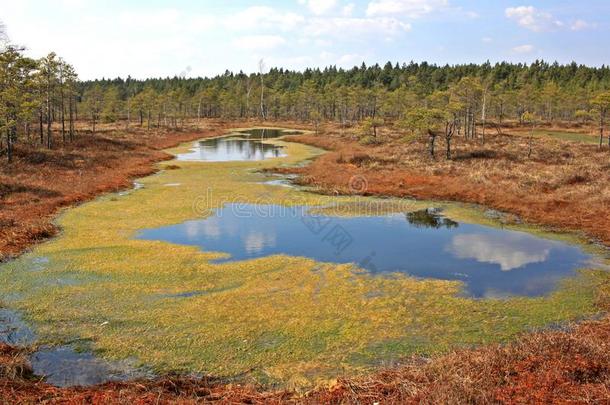 伟大的凯梅里沼泽采用凯梅里国家的公园采用拉脱维亚