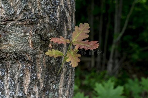 栎树<strong>发芽</strong>打破通过指已提到的人吠叫关于一老的树