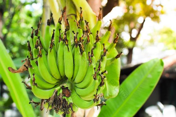 绿色的有机的香蕉束向香蕉树采用农田.