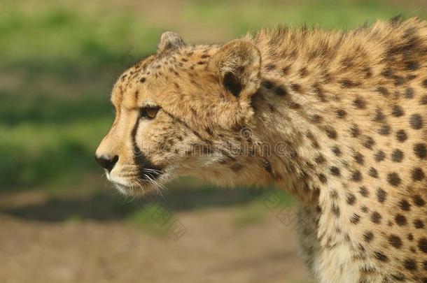 野生的非洲的非洲<strong>猎豹猎豹</strong>具缘垂毛