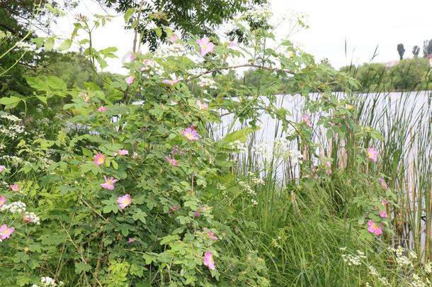 玫瑰果灌木花向指已提到的人湖采用早的夏