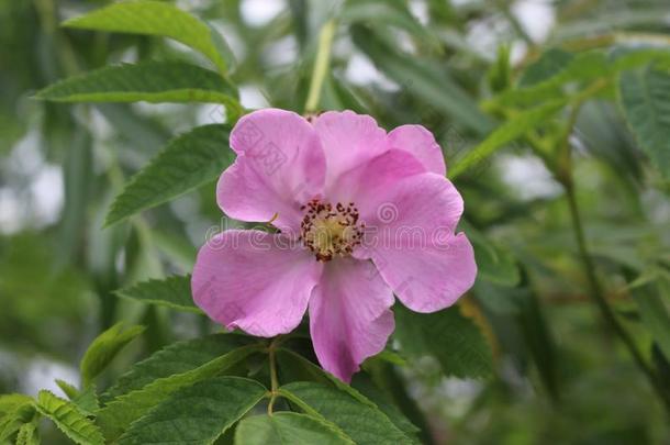 粉红色的野生的玫瑰花采用早的夏.她花是很蓄意杀伤