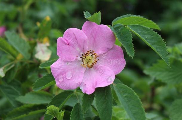 粉红色的野生的玫瑰花采用早的夏.她花是很蓄意杀伤