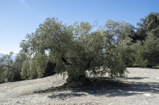 一百周年纪念橄榄树,采用指已提到的人田关于安大路西亚