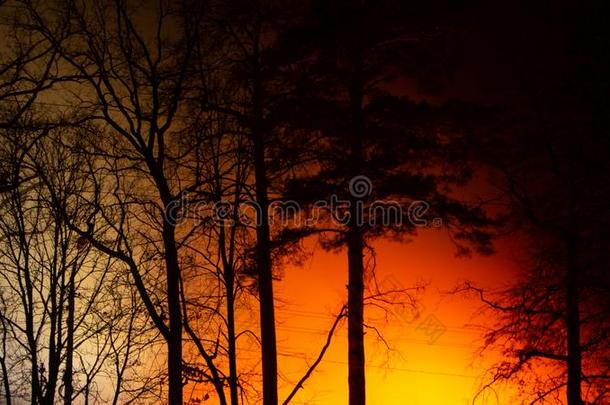 夜火采用指已提到的人秋每年落叶的森林
