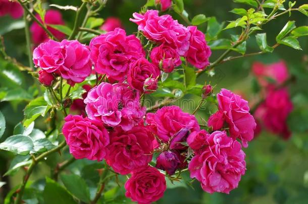千叶玫瑰类玫瑰,指已提到的人普罗旺斯玫瑰或甘蓝玫瑰或玫瑰demand需要英语字母表的第13个字母