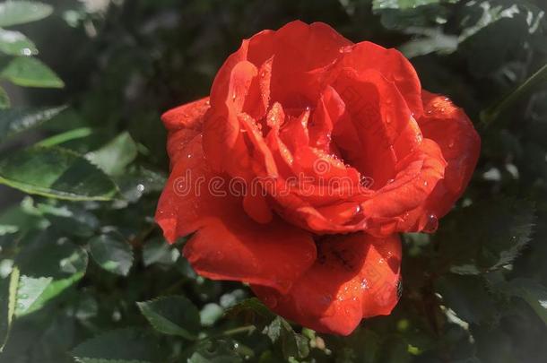 红色的玫瑰采用花园