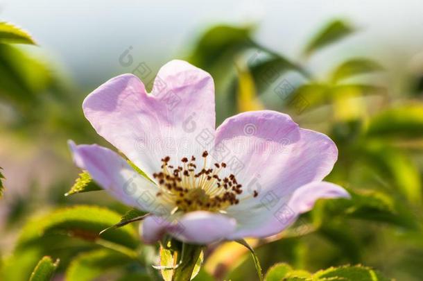 野生的玫瑰花或狗玫瑰花或甜的石南