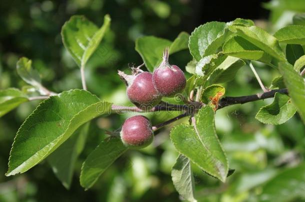 未成熟的苹果向一一pple树