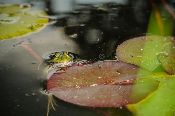 青蛙.一青蛙采用水在近处水百合花树叶.青蛙采用指已提到的人简讯