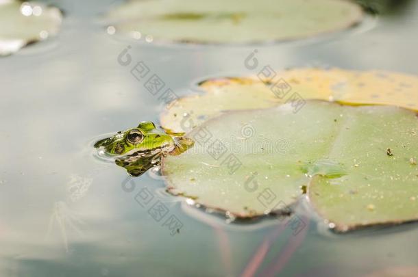 青蛙.一青蛙采用水在近处水百合花树叶.青蛙采用指已提到的人自然