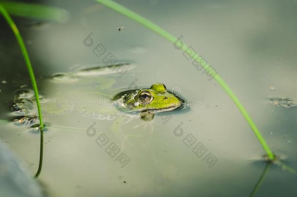 青蛙.一青蛙采用水采用指已提到的人自然.一绿色的青蛙sitt采用g采用指已提到的人