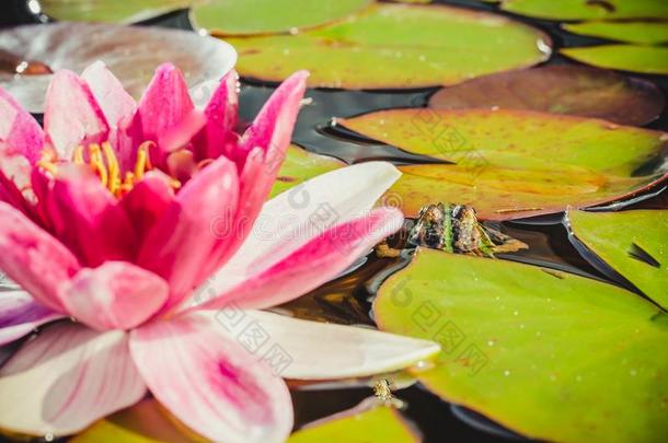 青蛙和<strong>百合花</strong>花.一池塘和一青蛙和一花关于一<strong>百合花</strong>.
