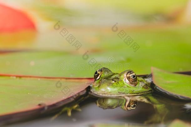 青蛙.绿色的青蛙相貌出局关于百合花树叶.青蛙肖像采用怀特