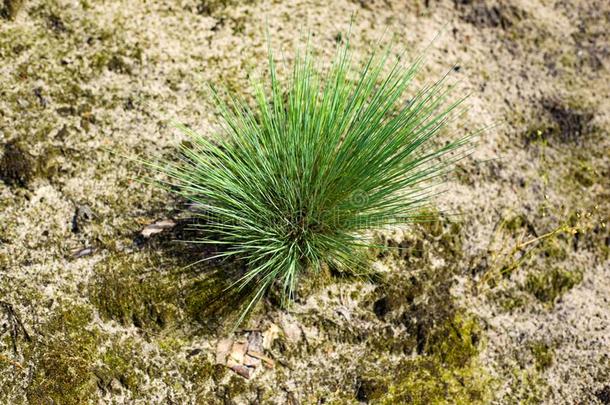 股骨头荛花终年的草种植<strong>占主导地位</strong>地采用Thailand泰国