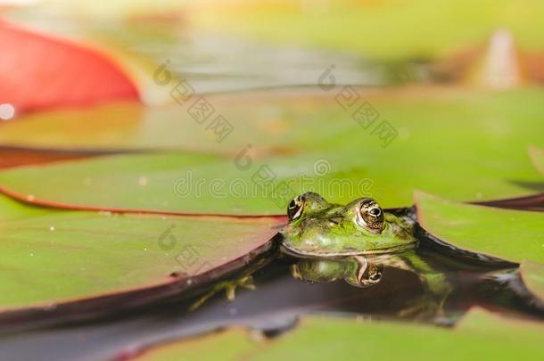 青蛙.绿色的青蛙相貌出局关于百合花树叶.青蛙肖像采用怀特
