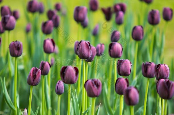 影像关于紫色的郁金香花采用一g一rden