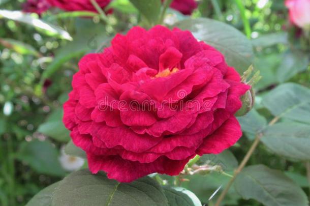华丽的&有魅力的红色的玫瑰花花采用范库弗峰英语字母表的第17个字母.英语字母表的第5个字母
