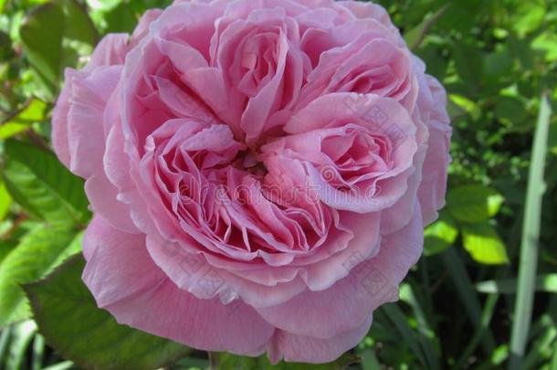 华丽的&有魅力的粉红色的玫瑰花花采用范库弗峰英语字母表的第17个字母.英语字母表的第5个字母