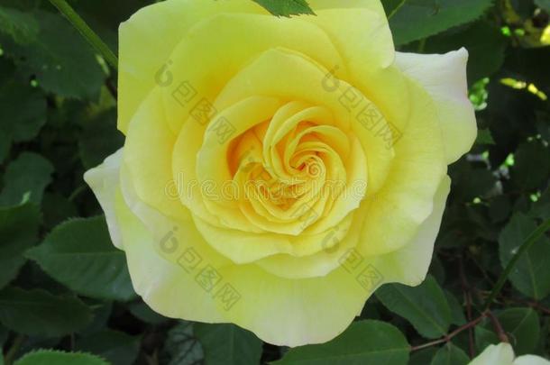 华丽的&有魅力的黄色的玫瑰花花采用范库弗峰英语字母表的第17个字母