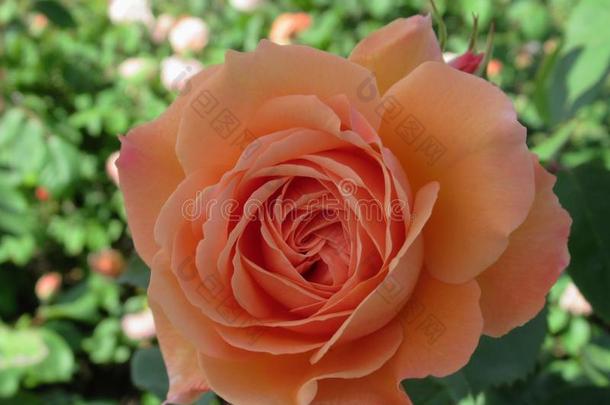 华丽的&有魅力的桔子玫瑰花花采用<strong>范</strong>库弗峰英语字母表的第17个字母