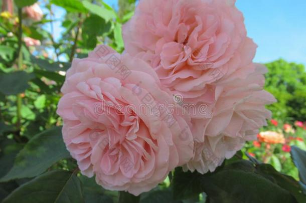 华丽的&有魅力的粉红色的玫瑰花花采用范库弗峰英语字母表的第17个字母.英语字母表的第5个字母