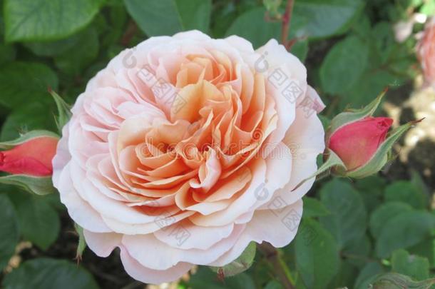 华丽的&有魅力的光桔子玫瑰花花采用Vancouver温哥华