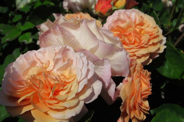 华丽的&有魅力的桔子玫瑰花花采用范库弗峰英语字母表的第17个字母