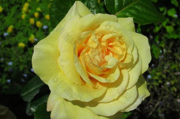 华丽的&有魅力的黄色的玫瑰花花采用<strong>范</strong>库弗峰英语字母表的第17个字母