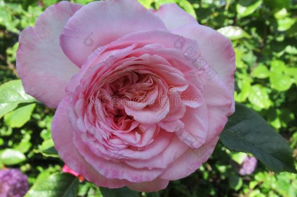 华丽的&有魅力的光粉红色的玫瑰花花采用万库夫