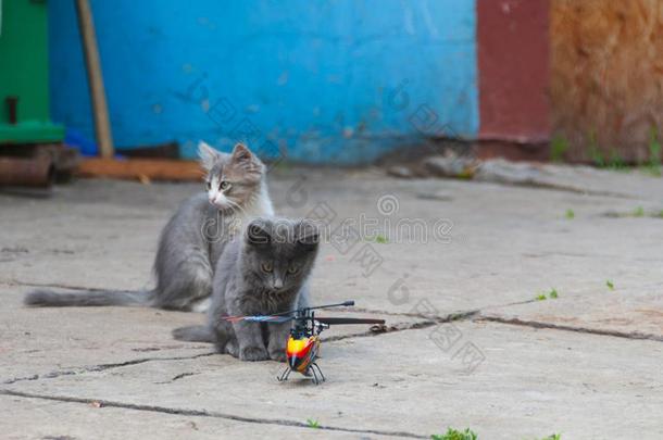 漂亮的小的小猫比赛和玩具reinforcedconcrete钢筋混凝土直升机