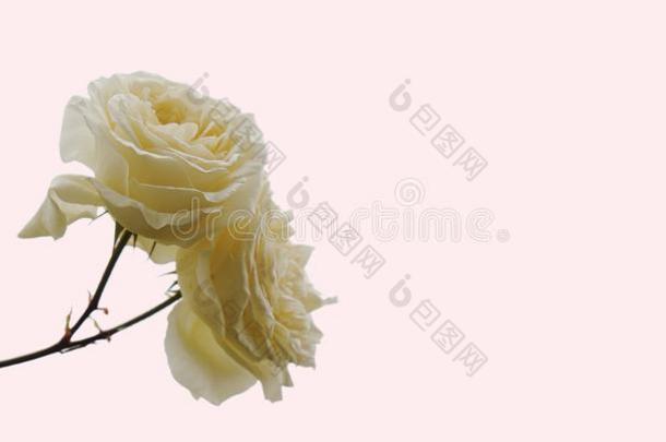 一树枝和两个光黄色的玫瑰向一软的粉红色的英语字母表的第5个字母b一ckground