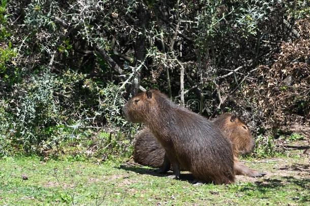 巨人啮齿目动物采用指已提到的人<strong>乌拉圭</strong>人国家的公园叫水豚