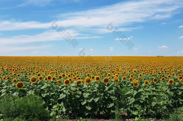 乡下的风景关于乡村采用Ukra采用e.明亮的黄色的太阳流