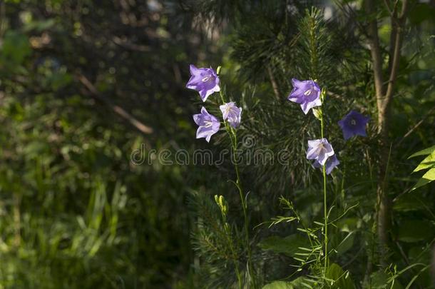 蓝色风铃草属植物波西叶香菜