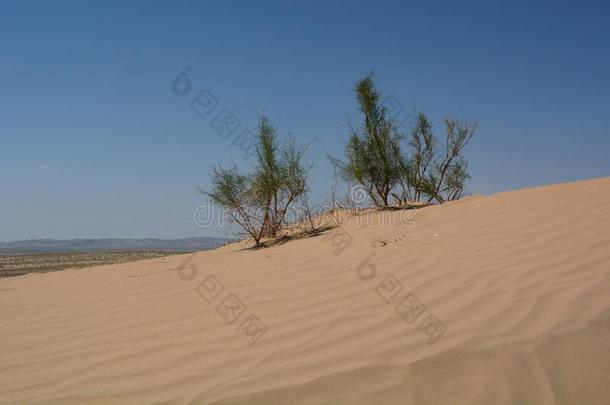沙沙丘.卡拉卡尔帕克斯坦.乌兹别克斯坦