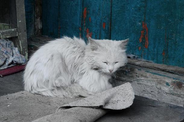 白色的猫向指已提到的人村民门廊